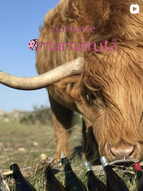 Winzer 1 Video-Vorschau