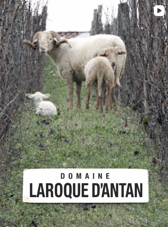 Winzer 8 Video-Vorschau