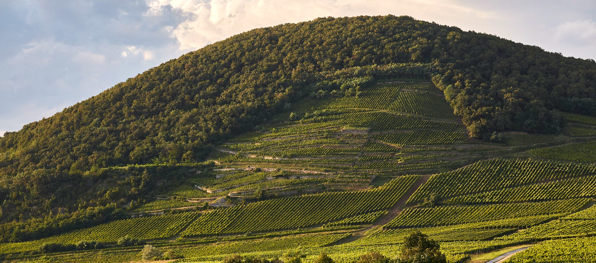 Furmint